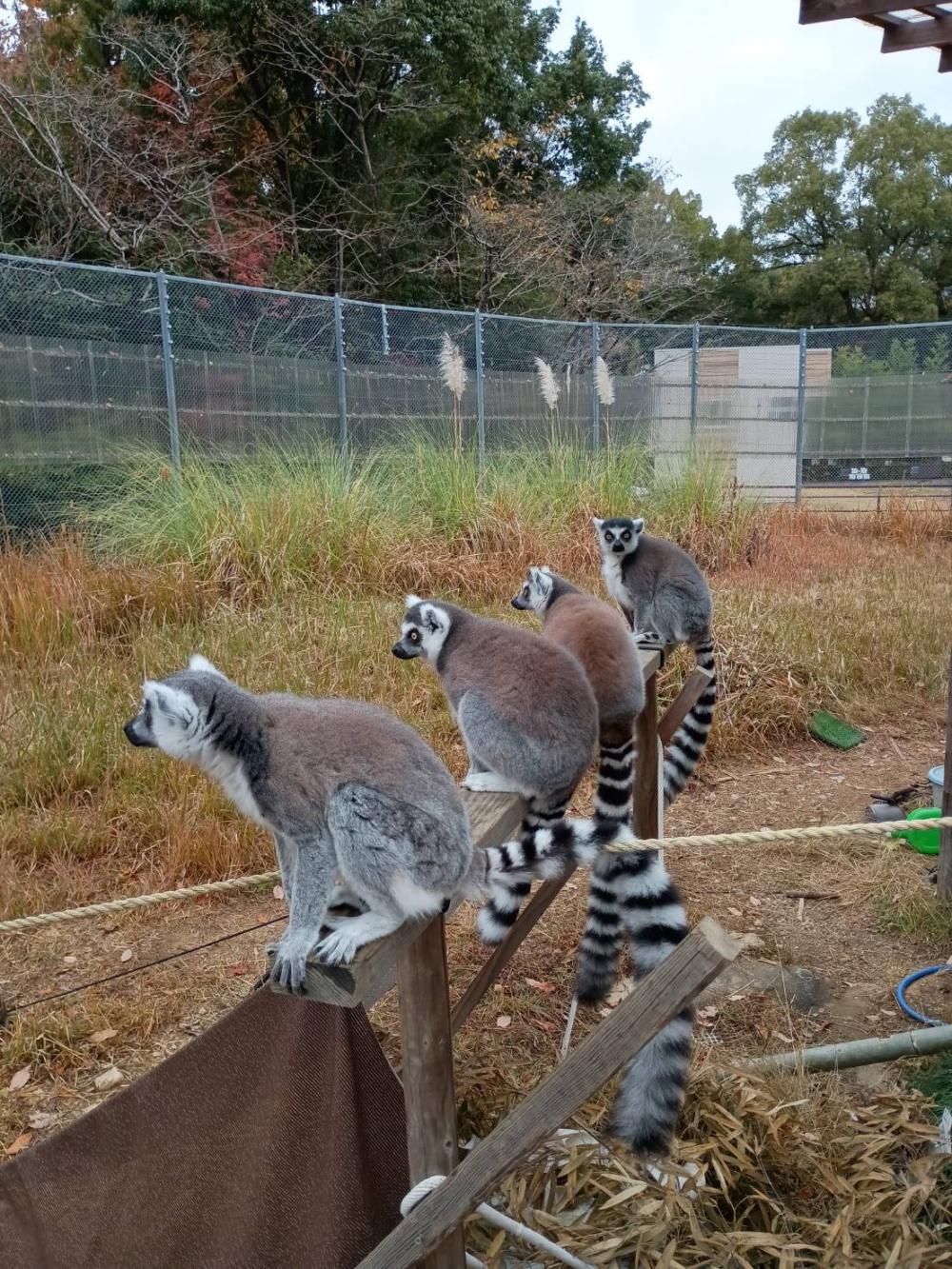 モンキーセンター散策です🐵